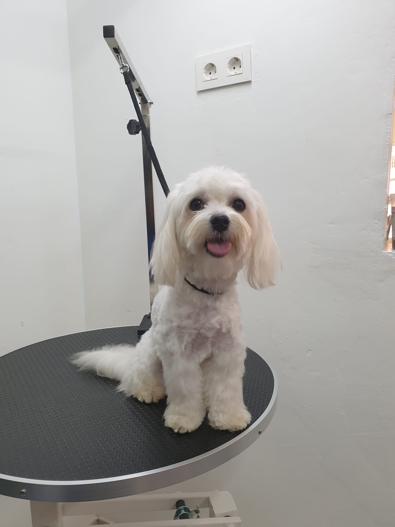 Peluquer&iacute;a y Est&eacute;tica Canina COQUETOS 25