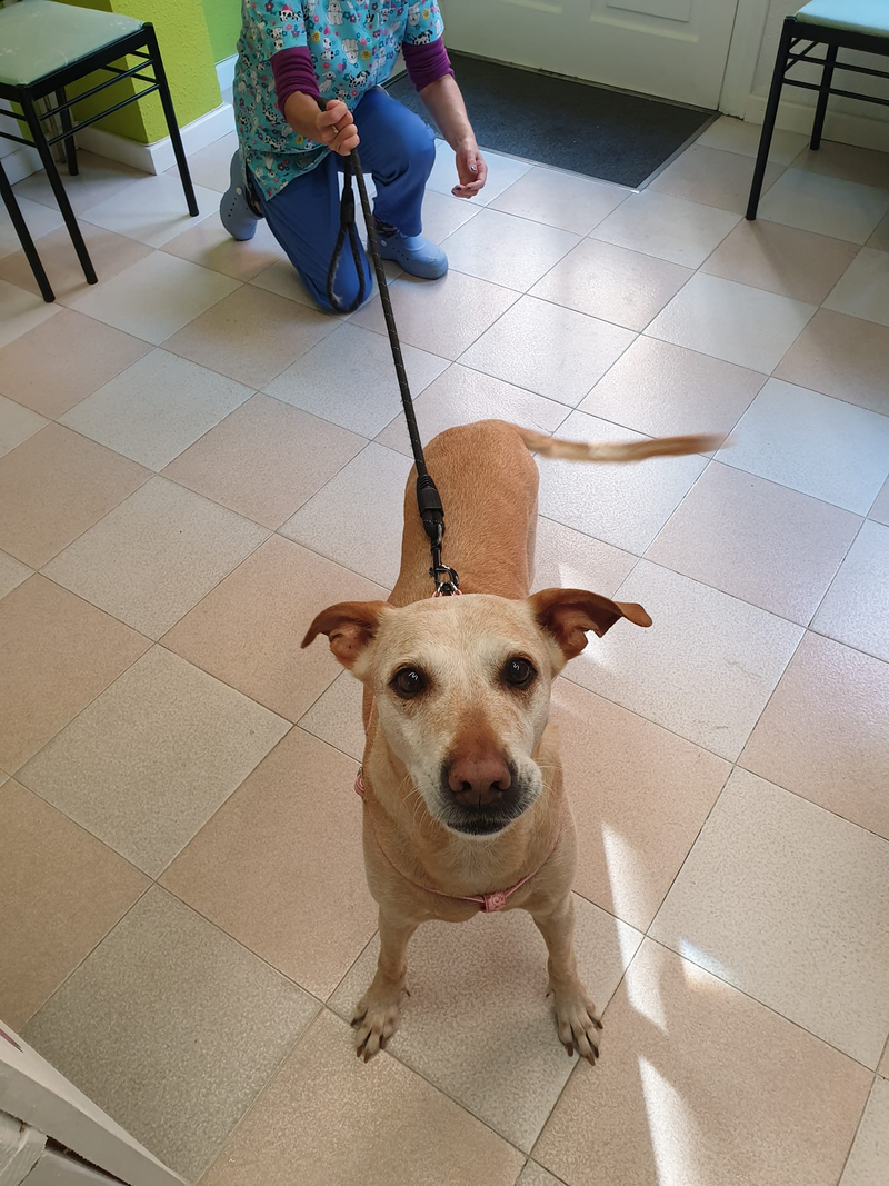 Peluquer&iacute;a y Est&eacute;tica Canina COQUETOS 7