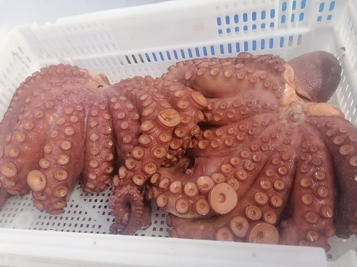 Chocos Huelva - Pescadería Chocos Jose 3