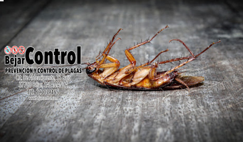 Bejarcontrol Prevenci&oacute;n Y Control De Plagas 3