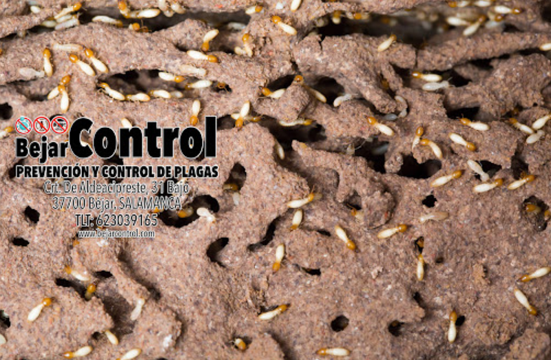 Bejarcontrol Prevenci&oacute;n Y Control De Plagas 5