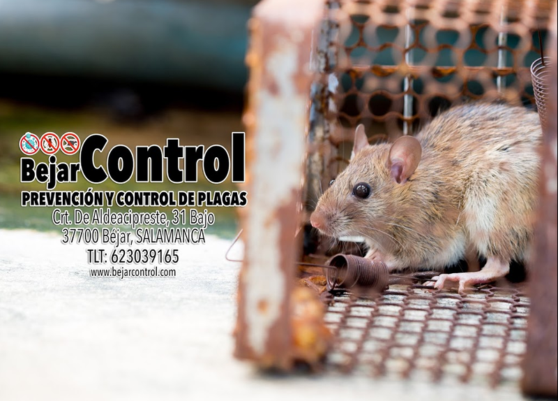 Bejarcontrol Prevenci&oacute;n Y Control De Plagas 6
