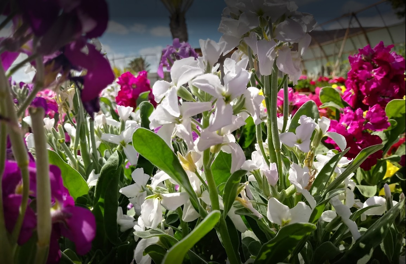 Tahiche Garden Lanzarote Arrecife