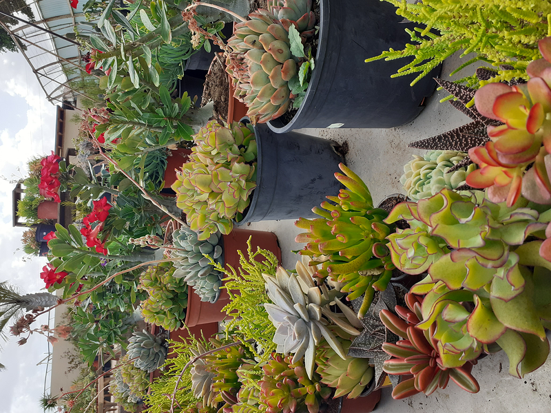 Tahiche Garden Lanzarote 7