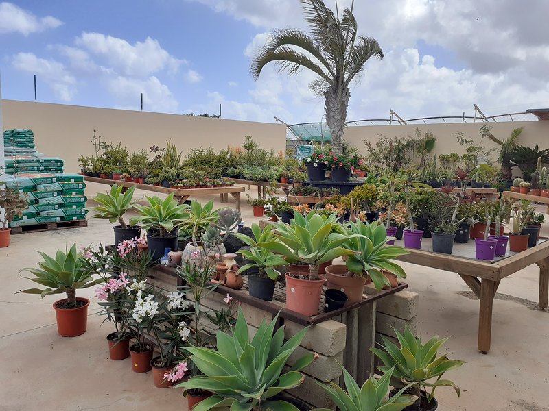 Tahiche Garden Lanzarote 4