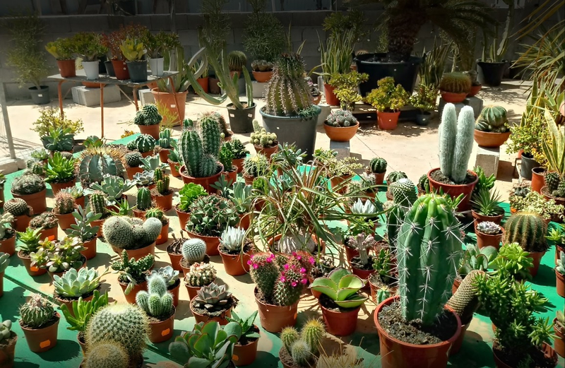 Tahiche Garden Lanzarote VIVEROS PARA JARDINERIA