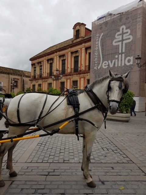 Calesa Sevilla 29