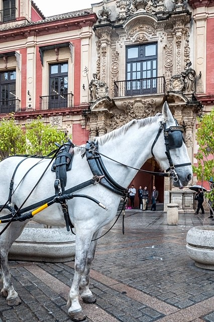 Calesa Sevilla 7