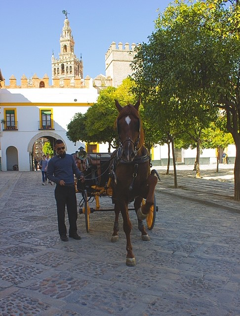 Calesa Sevilla 19