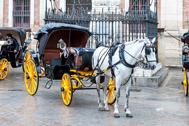 Calesa Sevilla 16