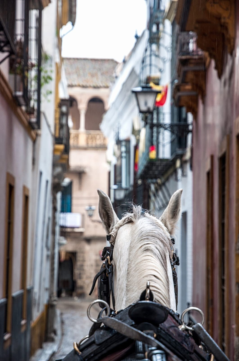 Calesa Sevilla 2