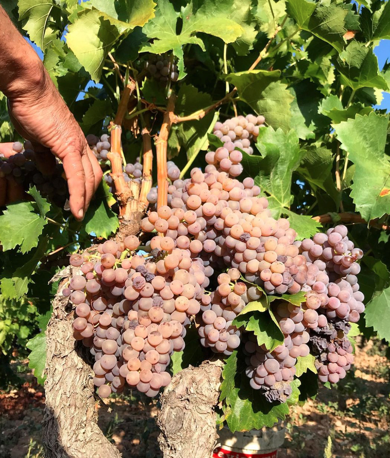 Gritelles Winery Cornudella de Montsant