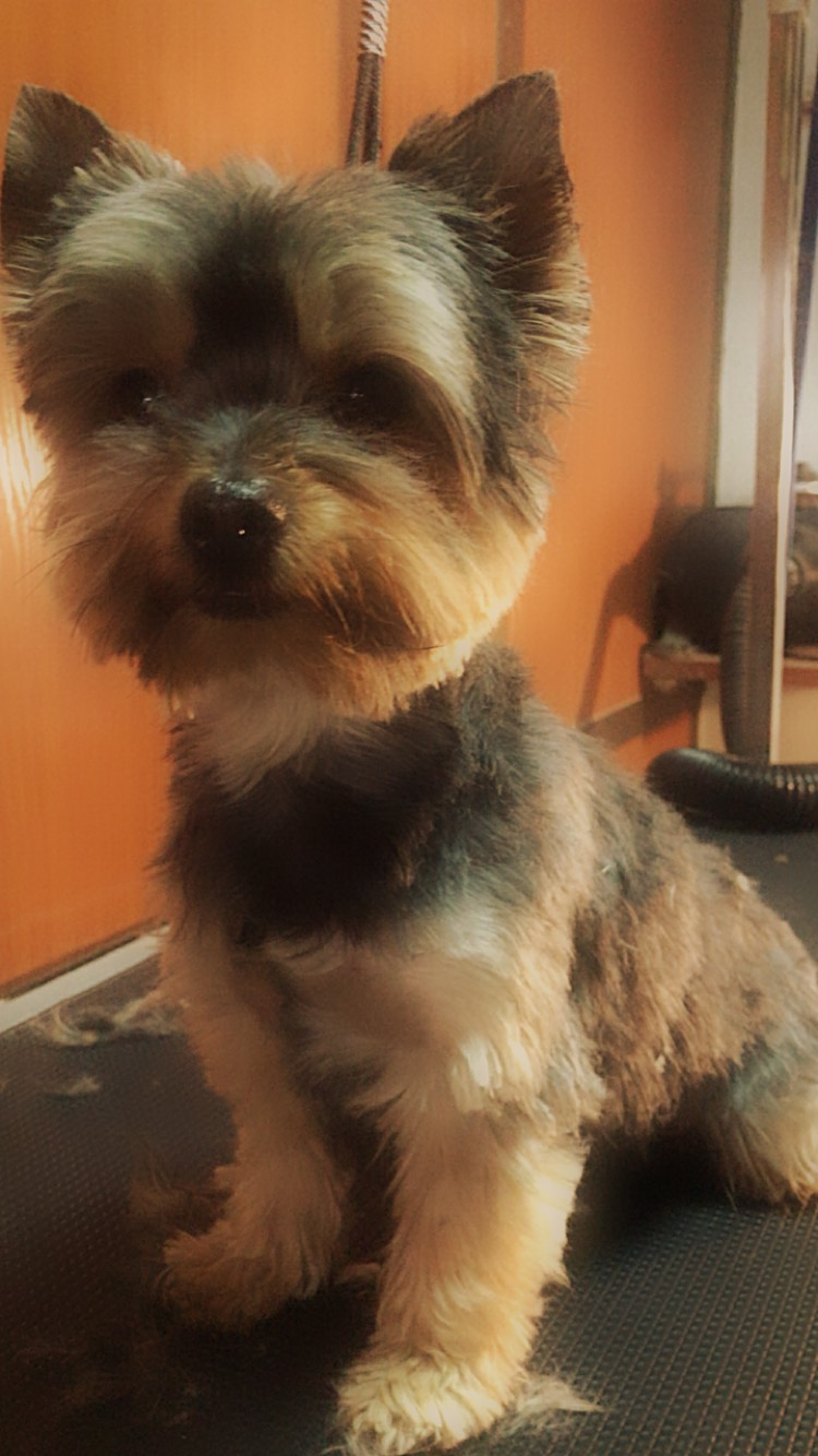 Los Amigos de Dexter 4