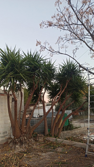 Multiservicios Ginés 11