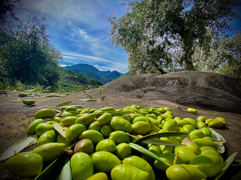 Aceite Verde Ca&ntilde;alacueva 3