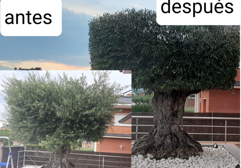 Jannehti Jardineria 5