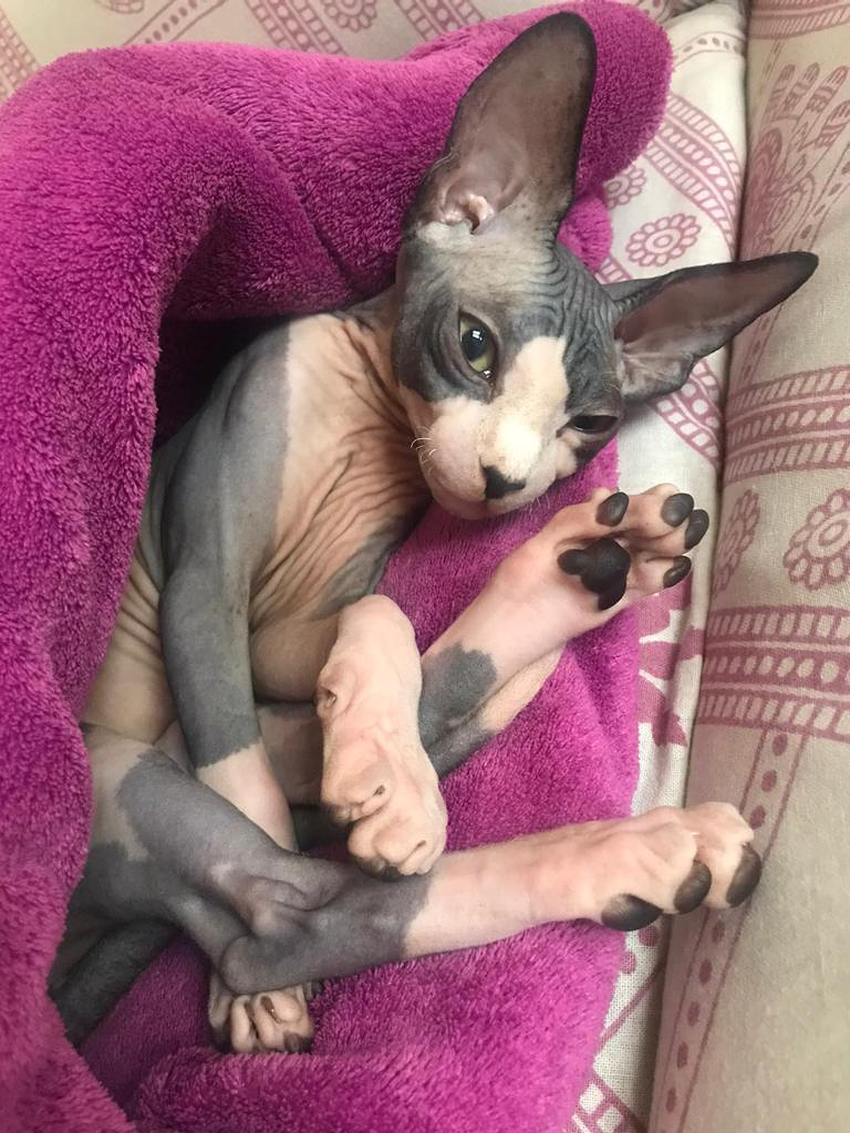 Gatos Sin Pelo ANIMALES DE COMPAÑIA: CRIA Y RESIDENCIAS