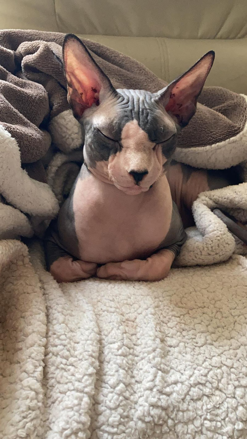 Gatos Sin Pelo Boadilla del Monte