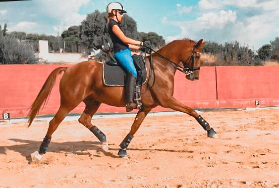 Centro Hipico Equilive València