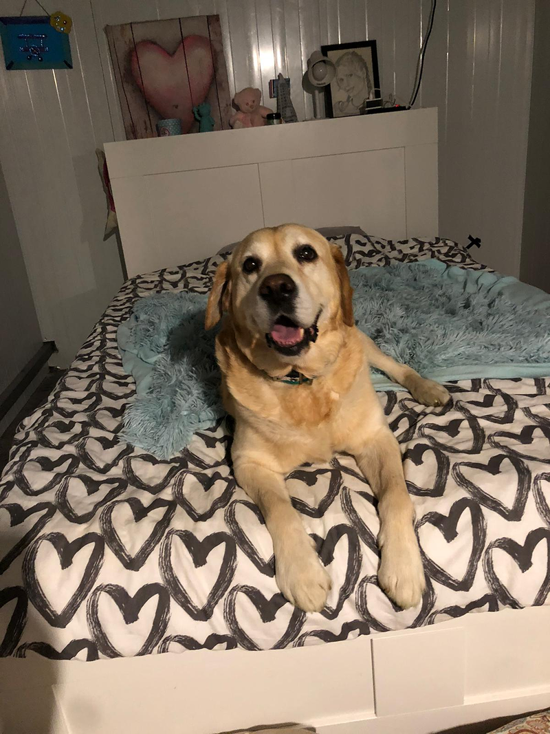 Centro Canino Petdogsulu 6