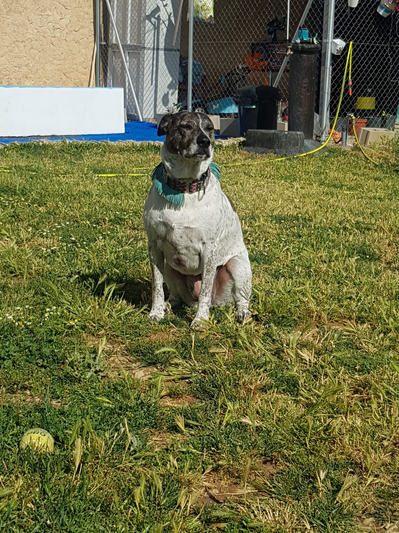 Centro Canino Petdogsulu 5