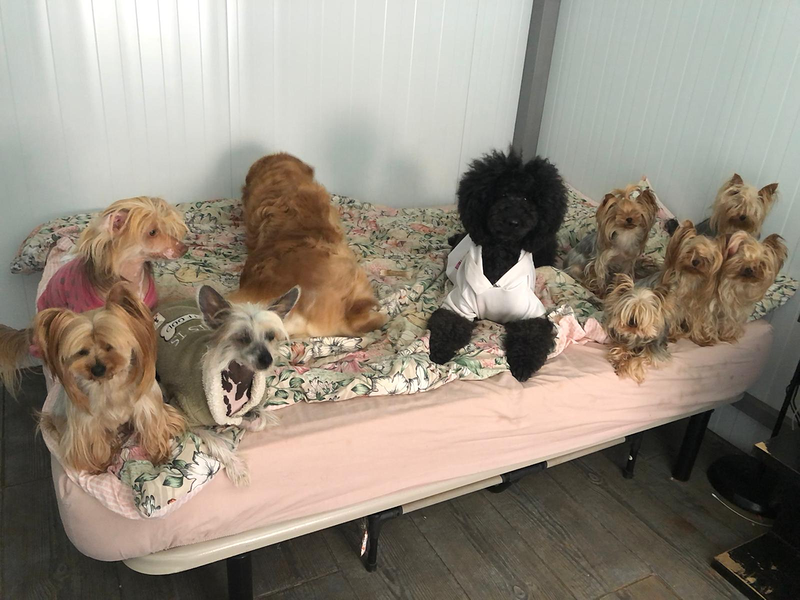 Centro Canino Petdogsulu 9