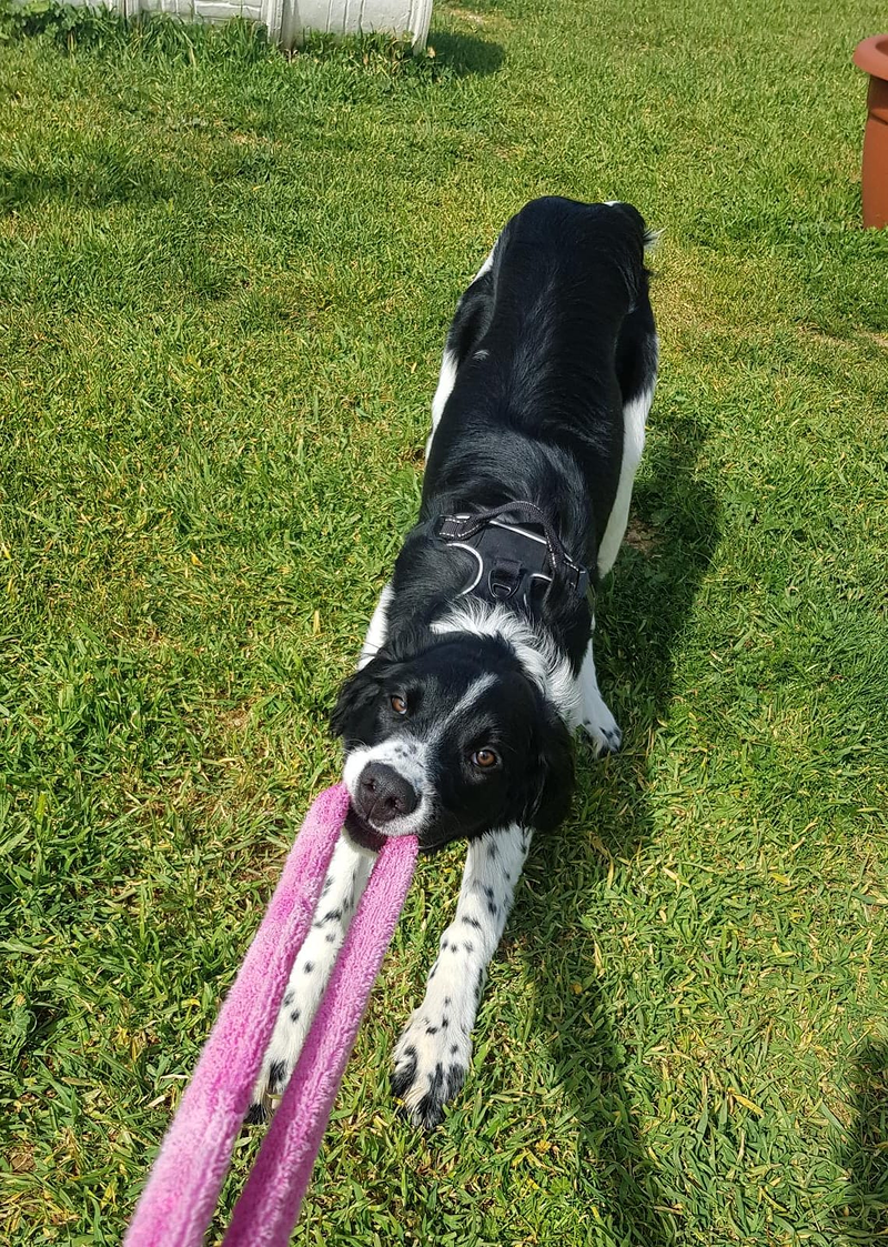 Centro Canino Petdogsulu 11