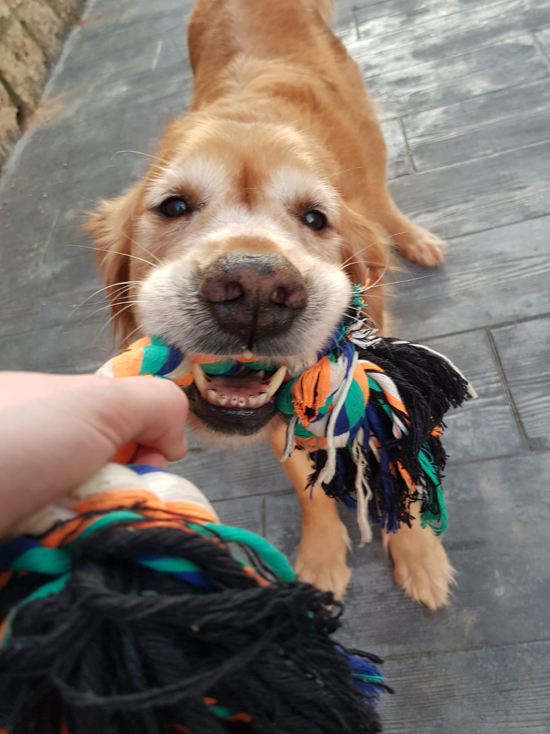 Centro Canino Petdogsulu 3