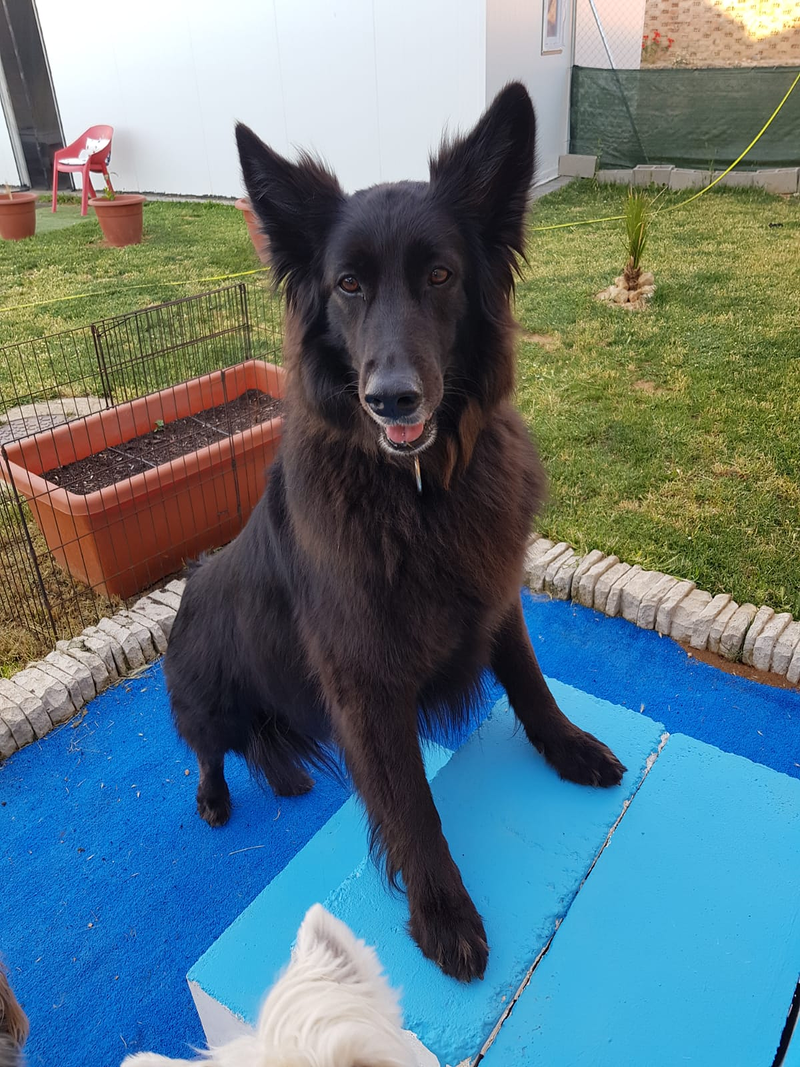 Centro Canino Petdogsulu 8