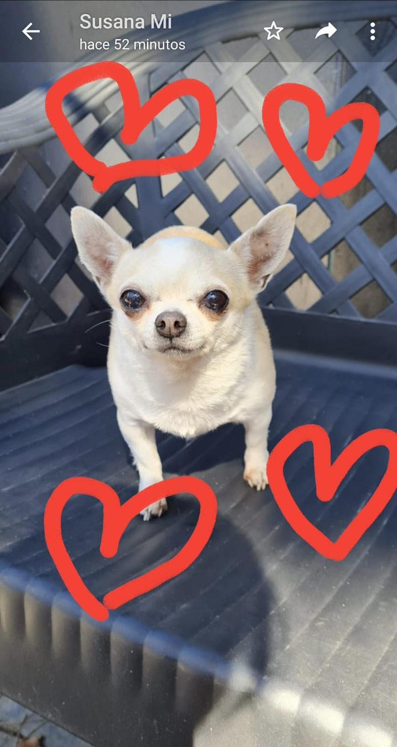 Centro Canino Petdogsulu 10