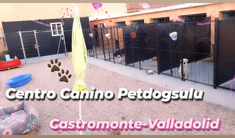 Centro Canino Petdogsulu Castromonte