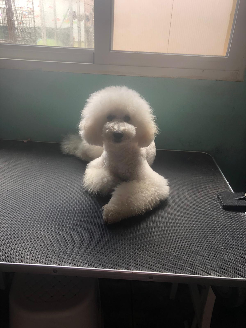 Centro Canino Petdogsulu 12