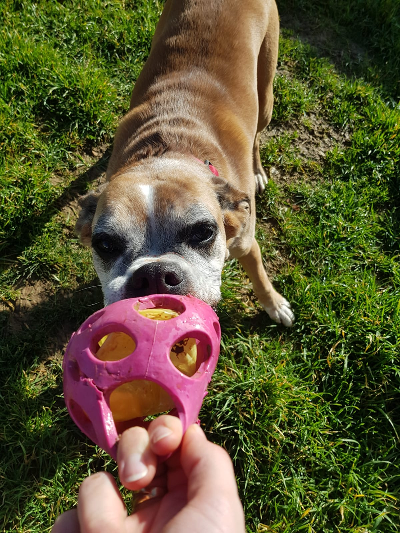 Centro Canino Petdogsulu 4