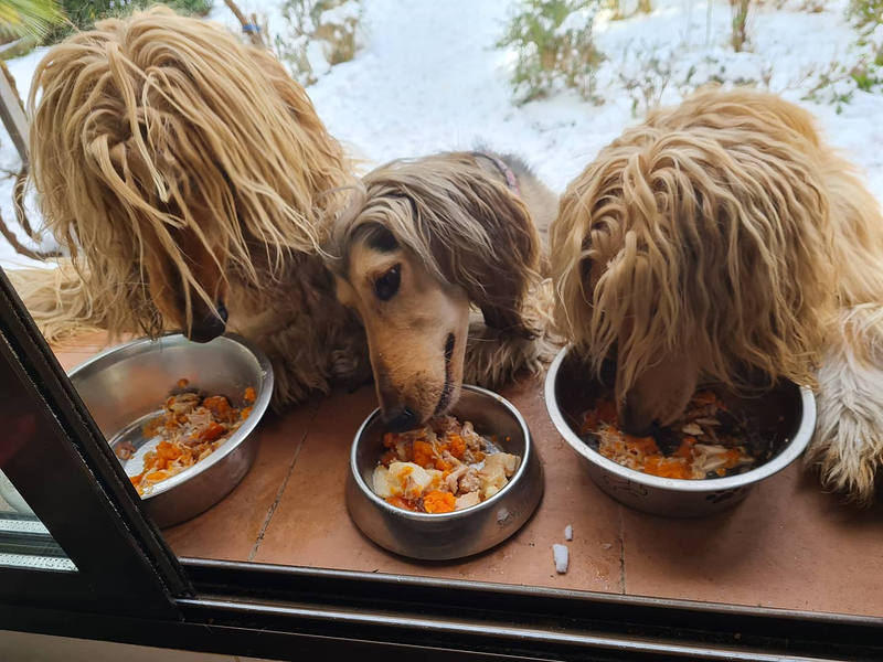 Centro Canino Petdogsulu 2