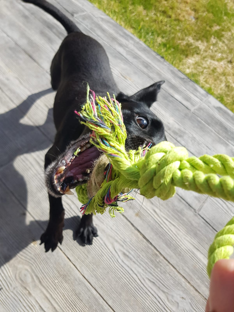 Centro Canino Petdogsulu 7