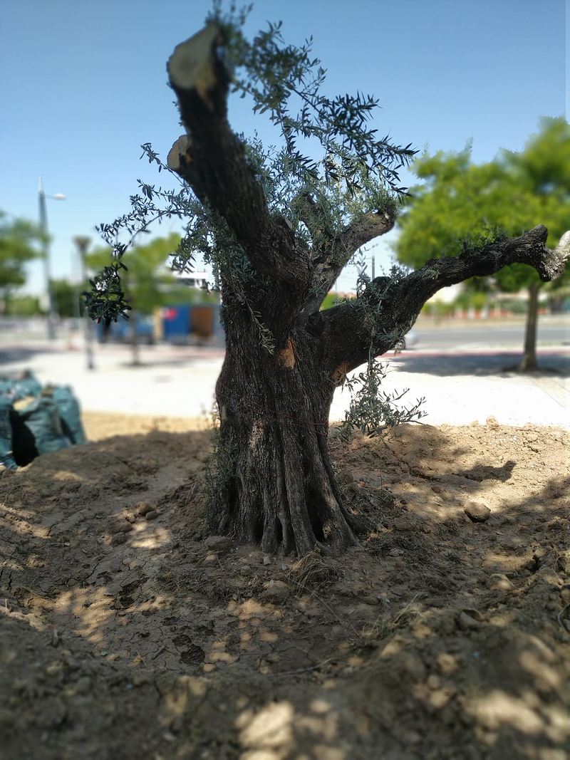 Mundo Verde Paisajismo 5