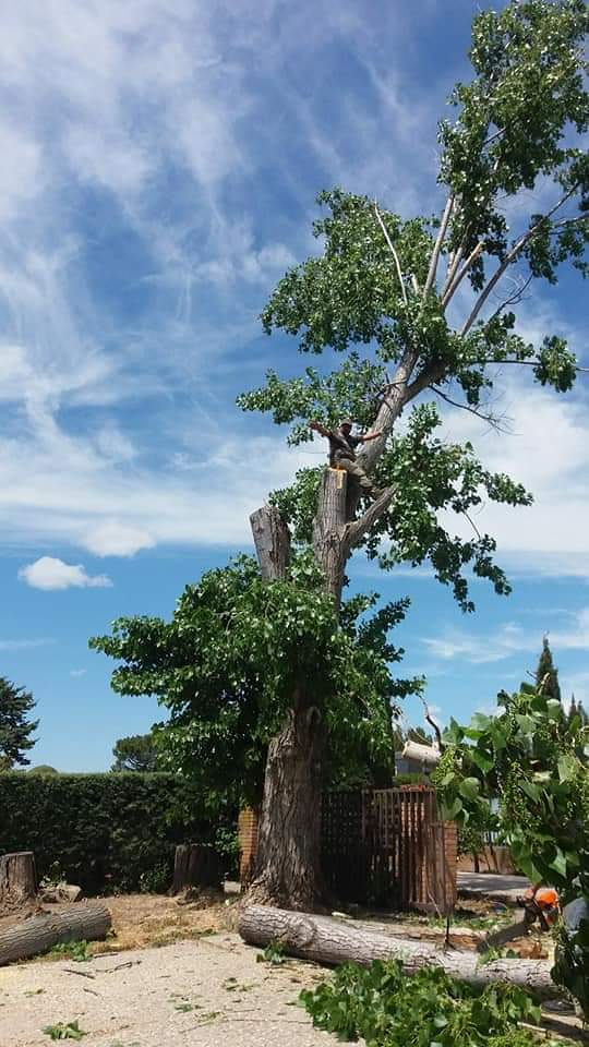Jardiner&iacute;a Guidopilco 5