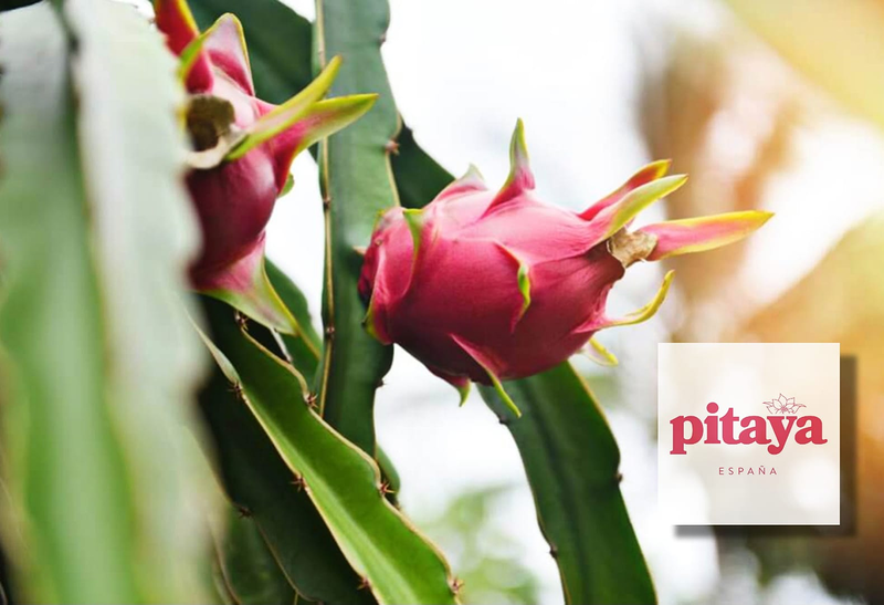 Pitaya Espa&ntilde;a 15
