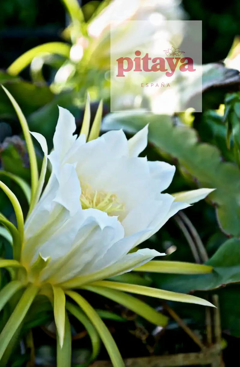 Pitaya Espa&ntilde;a 11