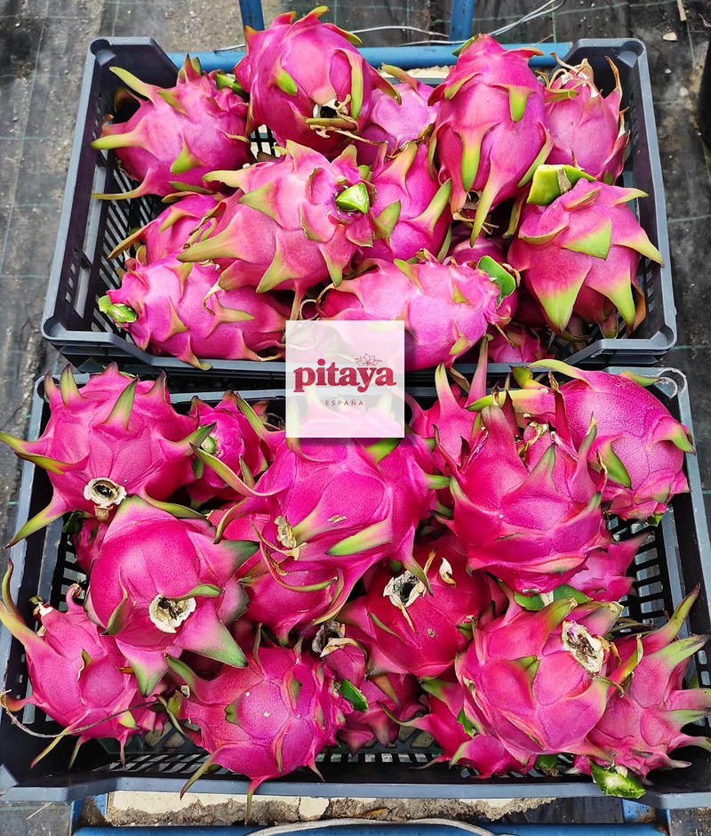 Pitaya Espa&ntilde;a 13