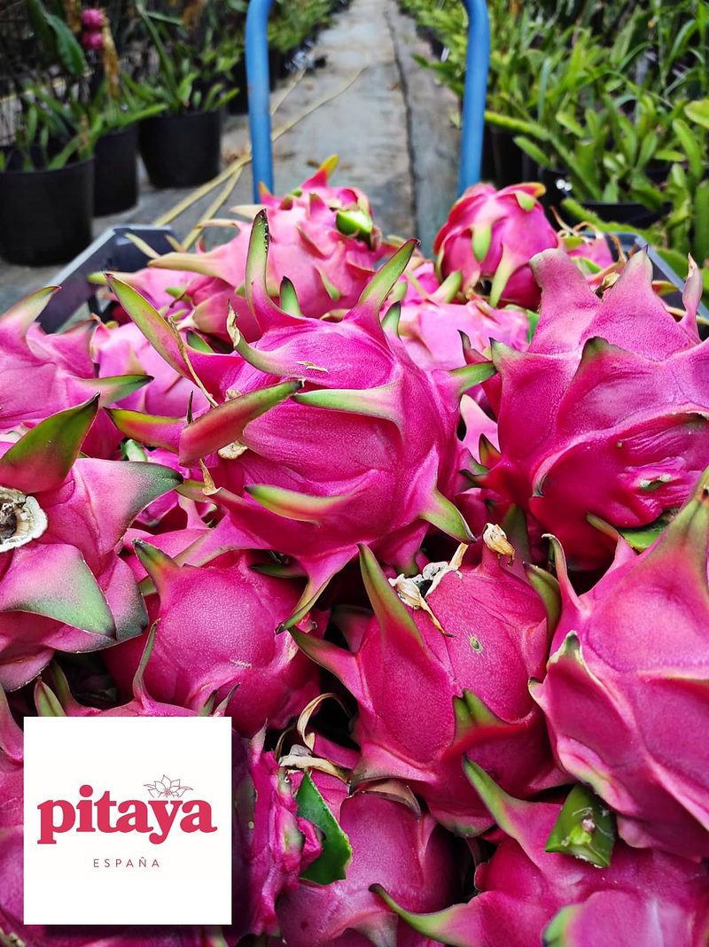 Pitaya Espa&ntilde;a 6