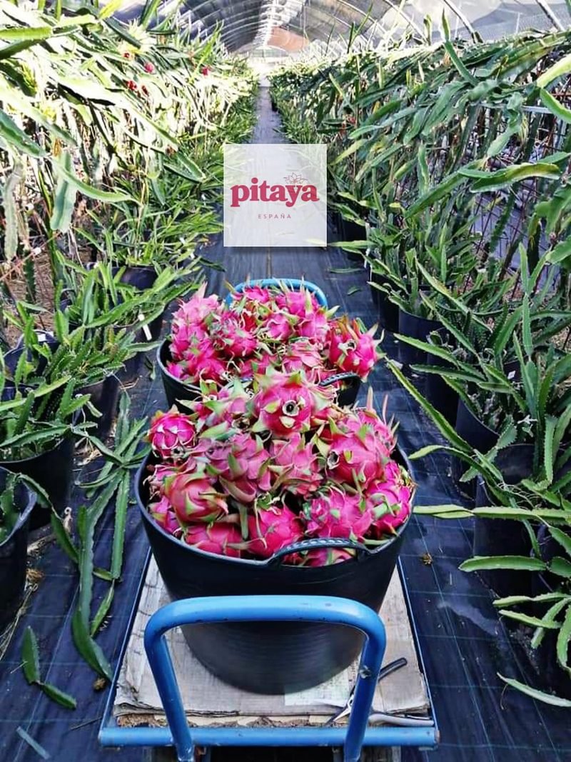 Pitaya Espa&ntilde;a 5