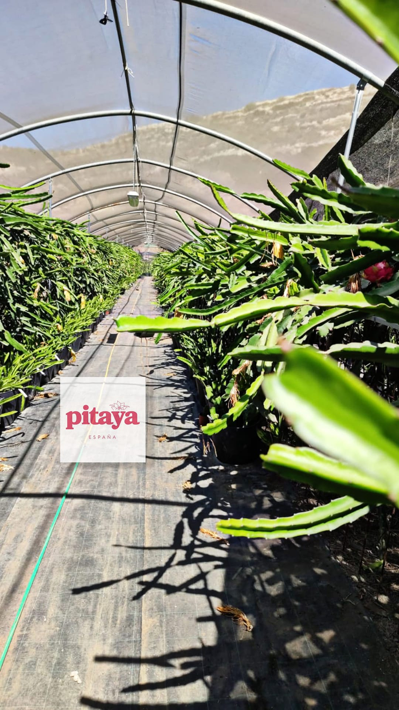 Pitaya Espa&ntilde;a 4