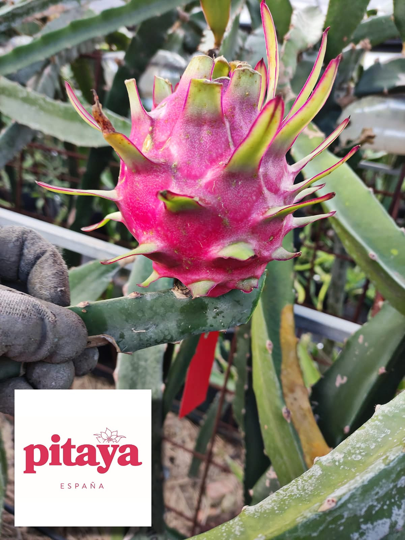 Pitaya Espa&ntilde;a 14