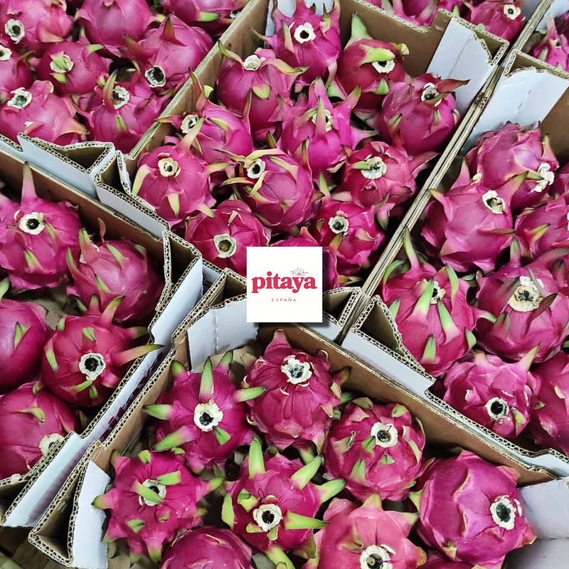 Pitaya Espa&ntilde;a 10