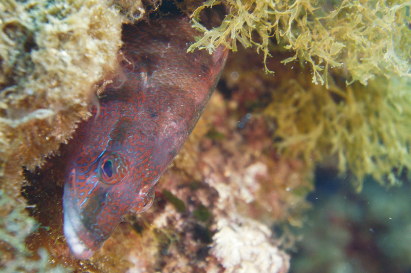 Centro Buceo Altair 6