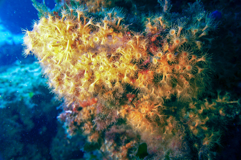 Centro Buceo Altair 7