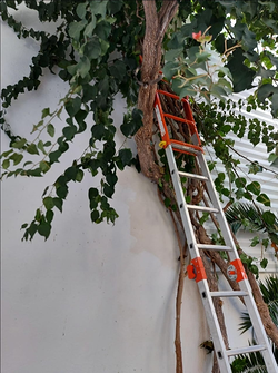 Galería de imágenes