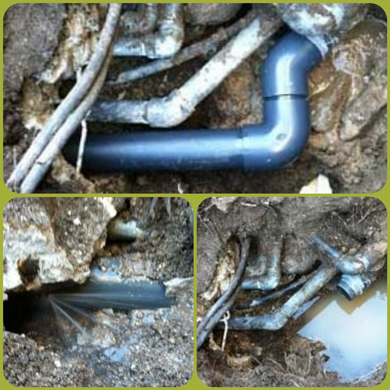 Jardineria La Calzada 19