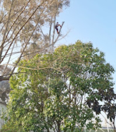 Podas y Talas Dumitru